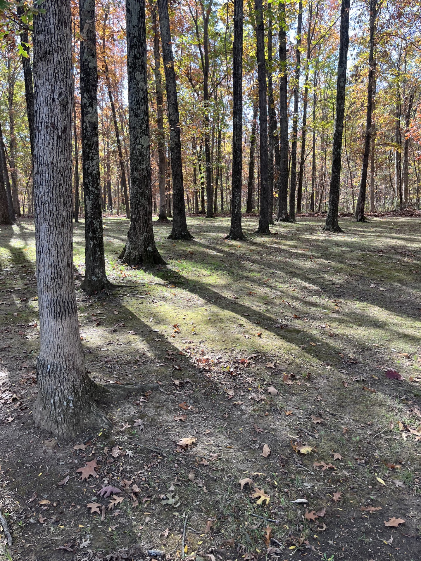 Maintained grove of oaks with clean understory