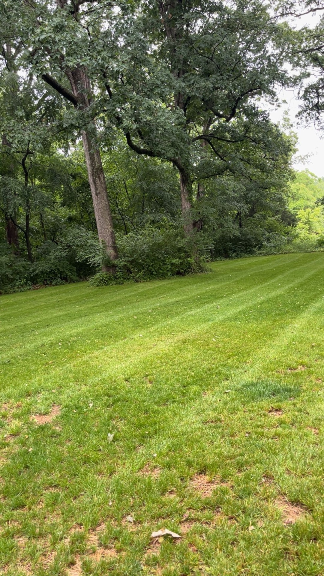 Manicured lawn along a wooded tree line